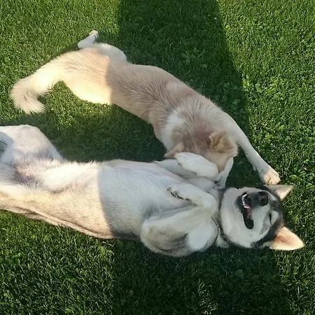 Penzion Biela Voda Vel'ka Lomnica